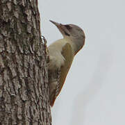 Grey-headed Woodpecker