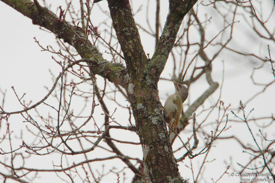 Grey-headed Woodpecker