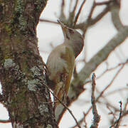 Grey-headed Woodpecker