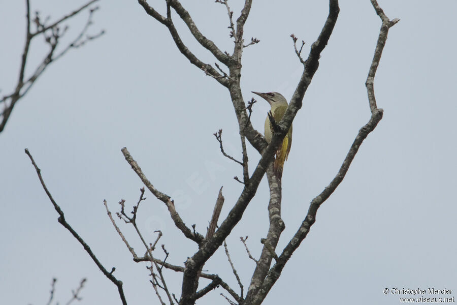 Grey-headed Woodpecker