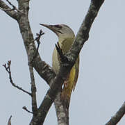 Grey-headed Woodpecker