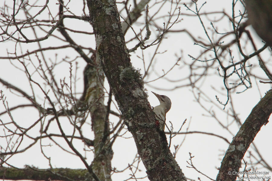 Grey-headed Woodpecker