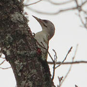 Grey-headed Woodpecker