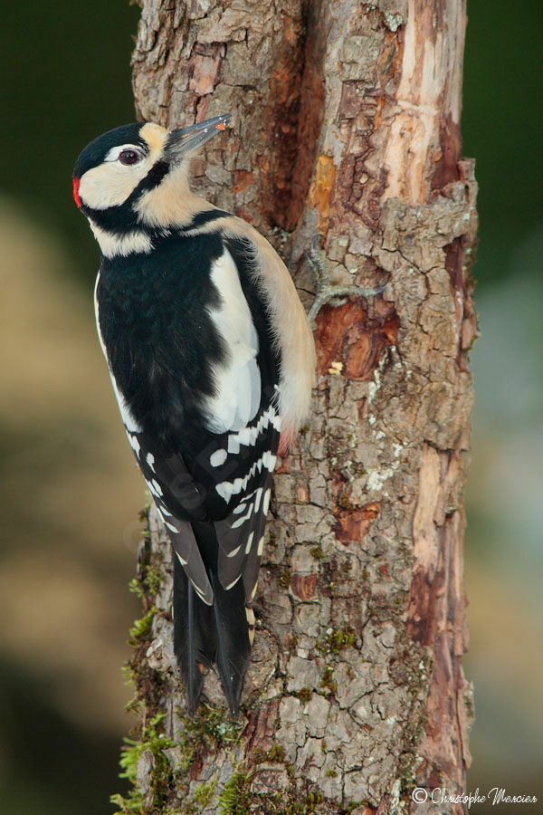 Great Spotted Woodpecker