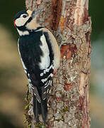 Great Spotted Woodpecker