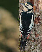 Great Spotted Woodpecker