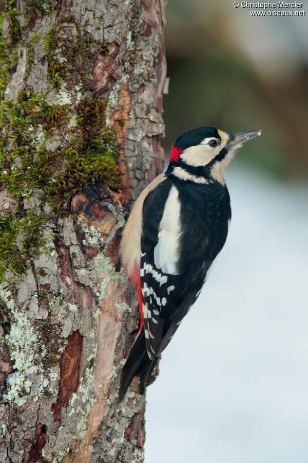 Great Spotted Woodpecker