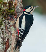 Great Spotted Woodpecker