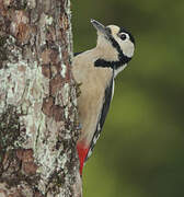 Great Spotted Woodpecker