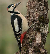 Great Spotted Woodpecker