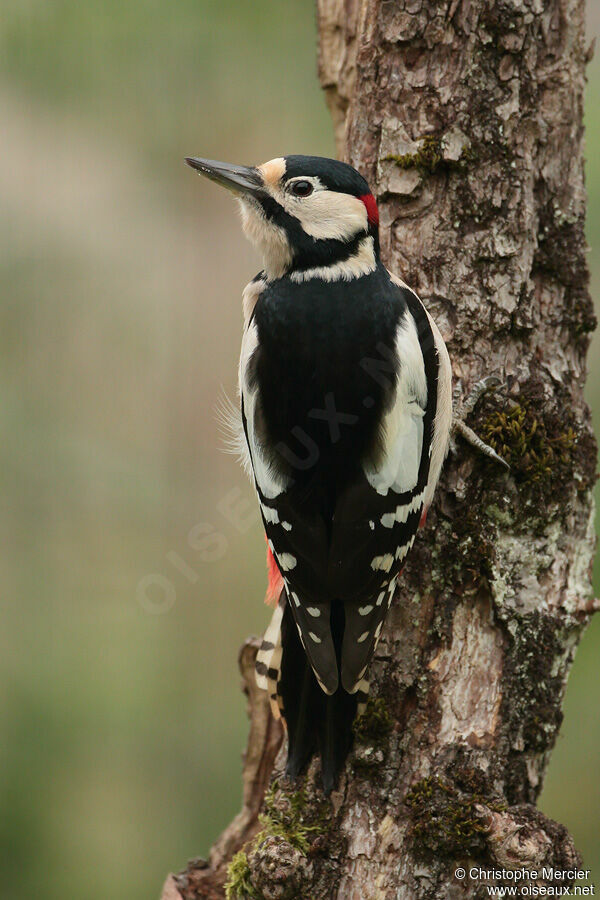 Great Spotted Woodpecker