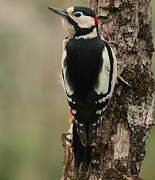 Great Spotted Woodpecker