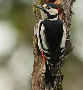 Great Spotted Woodpecker