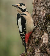 Great Spotted Woodpecker