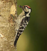 Lesser Spotted Woodpecker