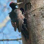 Black Woodpecker