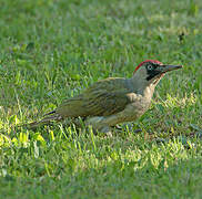 European Green Woodpecker