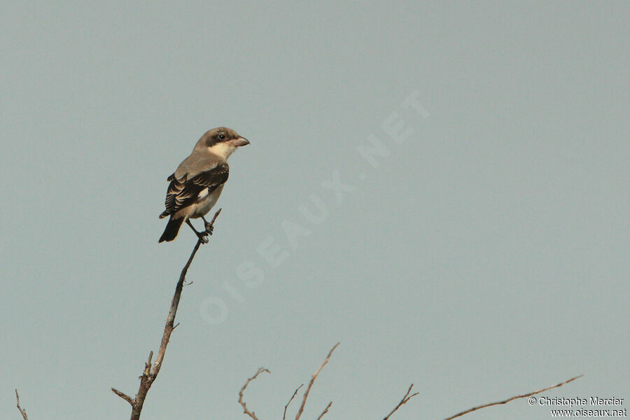 Lesser Grey Shrike