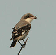 Lesser Grey Shrike