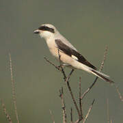 Lesser Grey Shrike