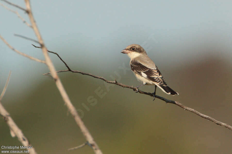 Lesser Grey ShrikeFirst year, pigmentation