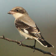 Lesser Grey Shrike