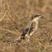 Lesser Grey Shrike