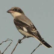 Lesser Grey Shrike