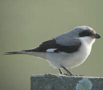 Lesser Grey Shrike