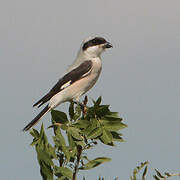 Lesser Grey Shrike