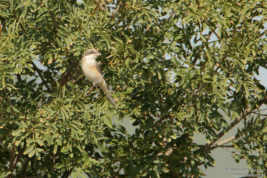 Pie-grièche à poitrine rose