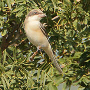 Lesser Grey Shrike