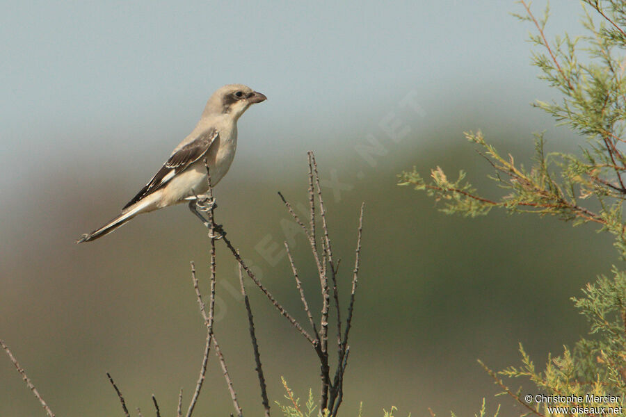 Lesser Grey Shrike