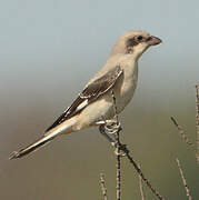 Lesser Grey Shrike