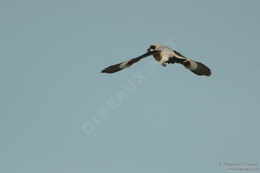 Lesser Grey Shrike