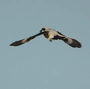 Lesser Grey Shrike