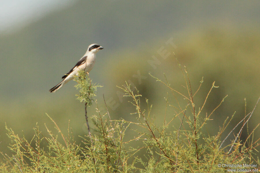 Lesser Grey Shrike