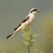 Lesser Grey Shrike