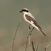 Lesser Grey Shrike