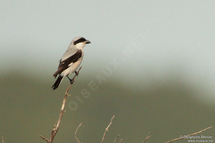 Lesser Grey Shrike