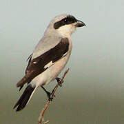 Lesser Grey Shrike