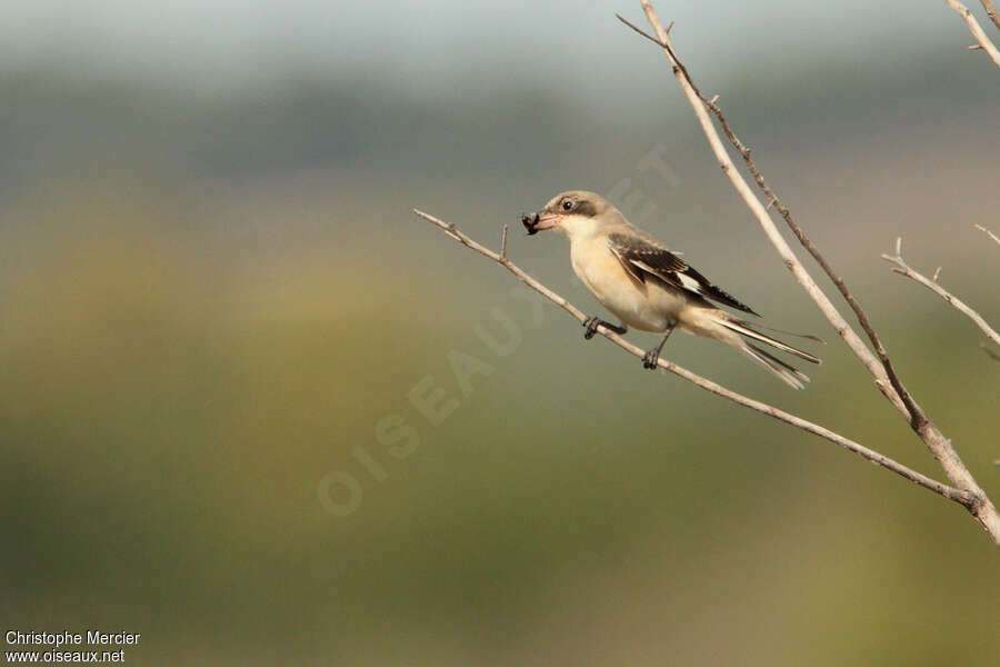 Lesser Grey ShrikeFirst year, feeding habits