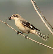 Lesser Grey Shrike