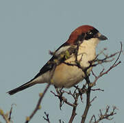 Woodchat Shrike