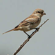 Woodchat Shrike