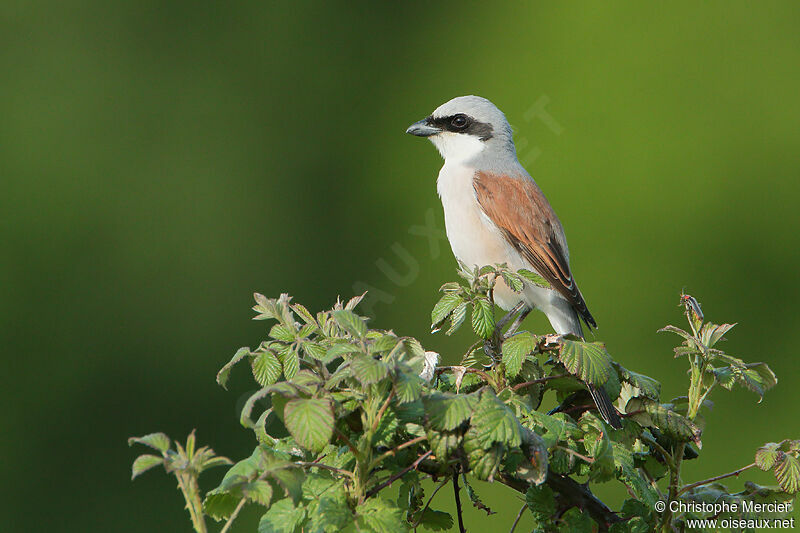 Red-backed Shrike