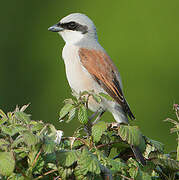 Red-backed Shrike