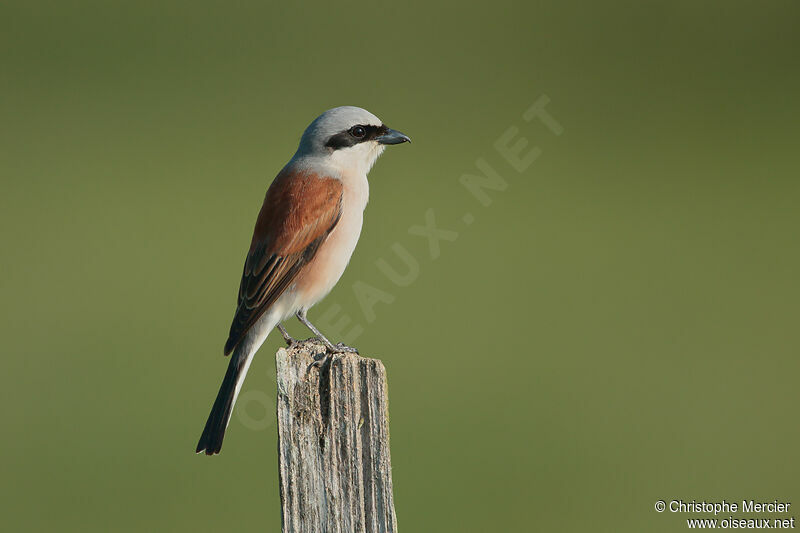 Red-backed Shrike