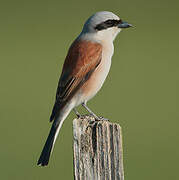 Red-backed Shrike