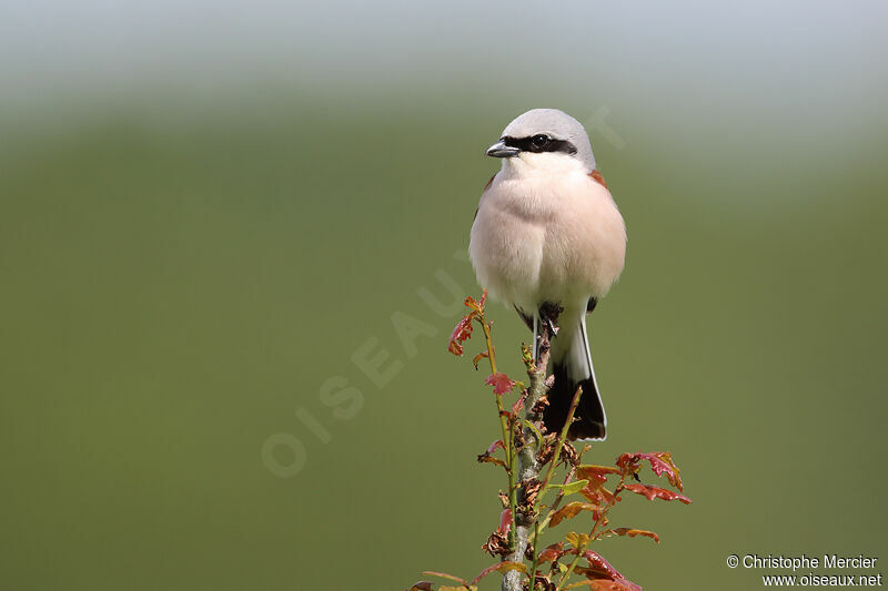 Red-backed Shrike